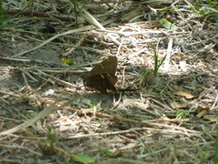 Eudaminae