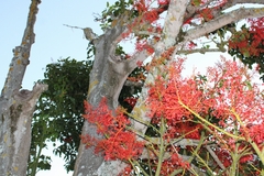 Brachychiton acerifolius