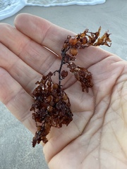 Sargassum fluitans