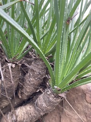 Aloe dominella
