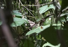 Eooxylides tharis distanti