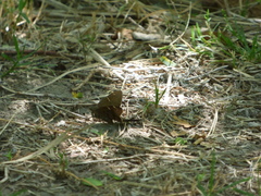 Eudaminae