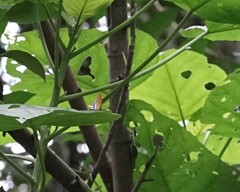 Eooxylides tharis distanti