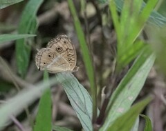 Junonia almana javana