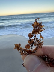 Sargassum fluitans