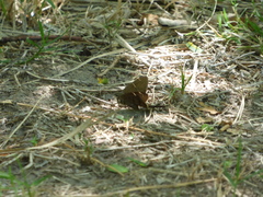 Eudaminae