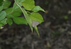 Jamides celeno aelianus