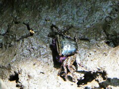 Metopograpsus