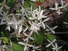 Clematis pubescens