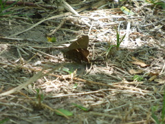 Eudaminae