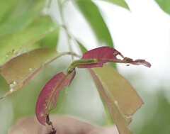 Eurema hecabe hecabe