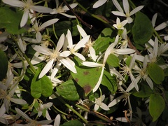 Clematis pubescens