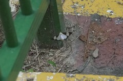 Nyctemera lacticinia