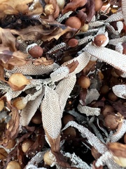 Jellyella tuberculata