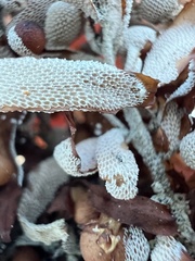 Jellyella tuberculata