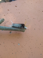 Halysidota ruscheweyhi