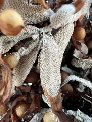 Jellyella tuberculata