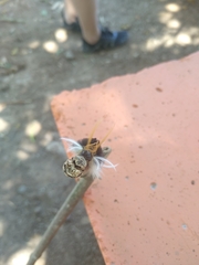 Halysidota ruscheweyhi