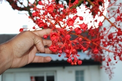 Brachychiton acerifolius