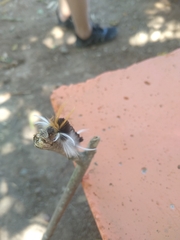 Halysidota ruscheweyhi