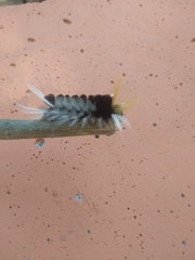 Halysidota ruscheweyhi