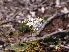 Drosera pallida