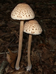 Macrolepiota prominens
