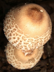 Macrolepiota prominens