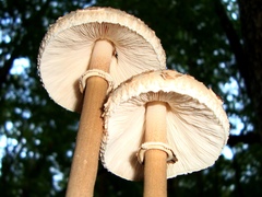 Macrolepiota prominens