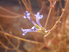 Lavandula subnuda