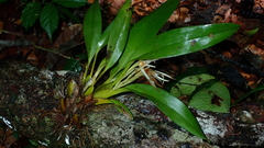 Maxillaria splendens