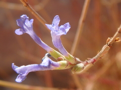 Lavandula subnuda