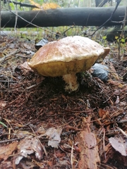 Boletus edulis