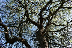Prosopis nigra