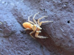 Cosmophasis lami