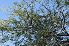 Prosopis nigra
