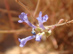 Lavandula subnuda
