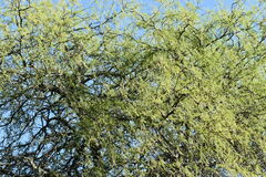 Prosopis nigra