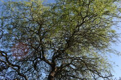 Prosopis nigra