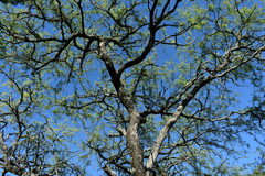 Prosopis nigra