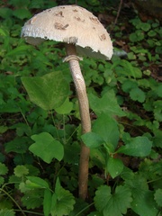 Macrolepiota prominens