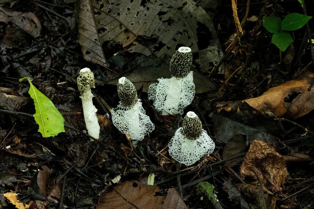 Phallus indusiatus · November 2022 · photo: © thibaudaronson (iNaturalist, cc-by-sa)