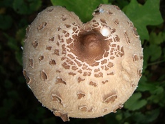Macrolepiota prominens