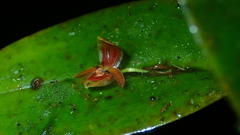 Pleurothallis archidiaconi