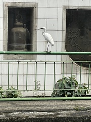 Egretta garzetta