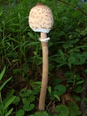 Macrolepiota prominens