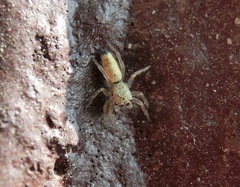 Cosmophasis lami