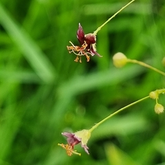 Sidastrum paniculatum