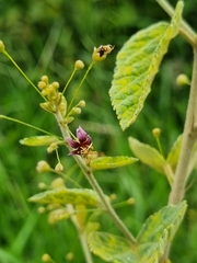Sidastrum paniculatum