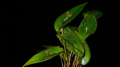 Pleurothallis archidiaconi